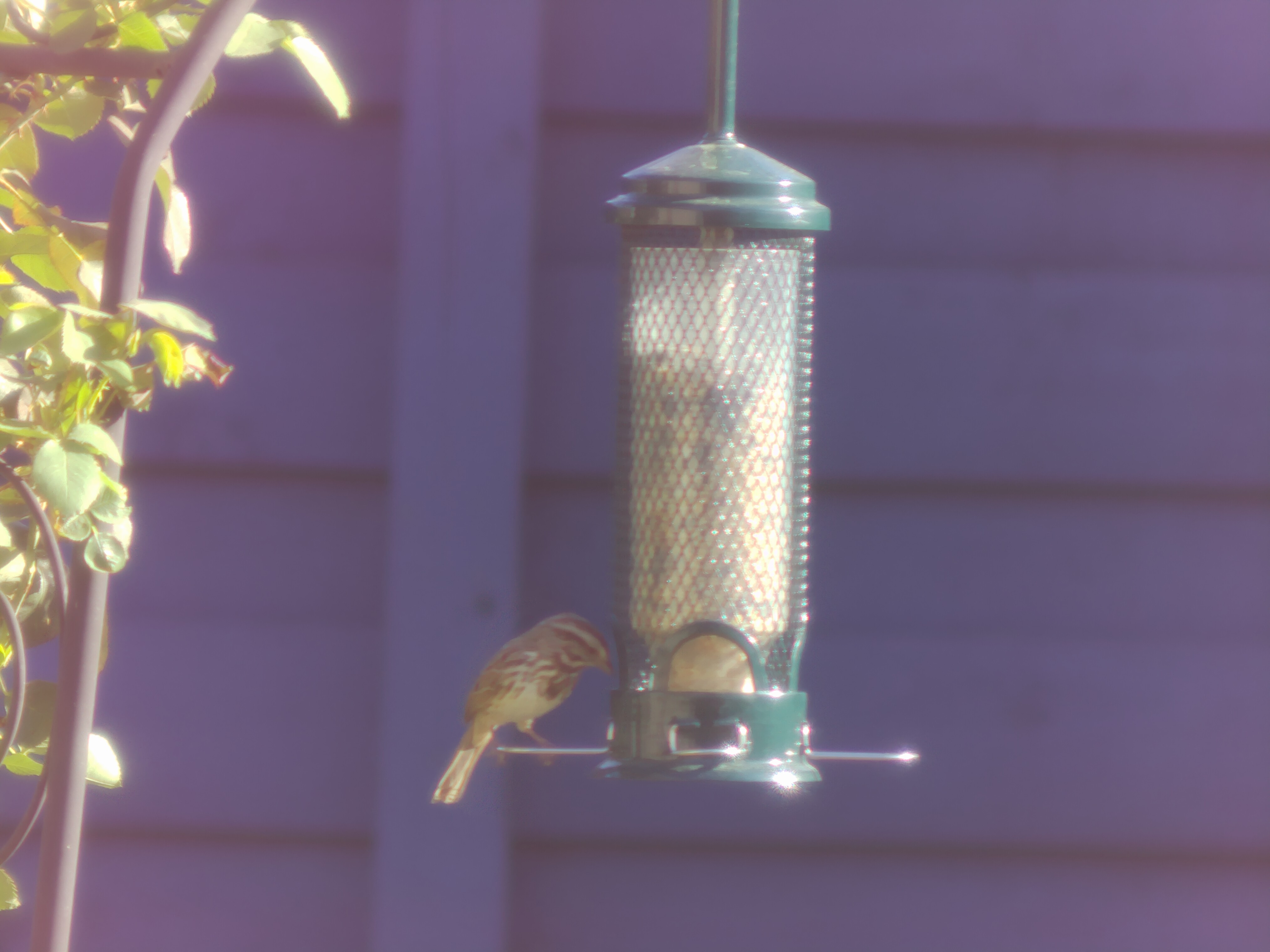 Bird capture — automatic full-resolution shot triggered by detection